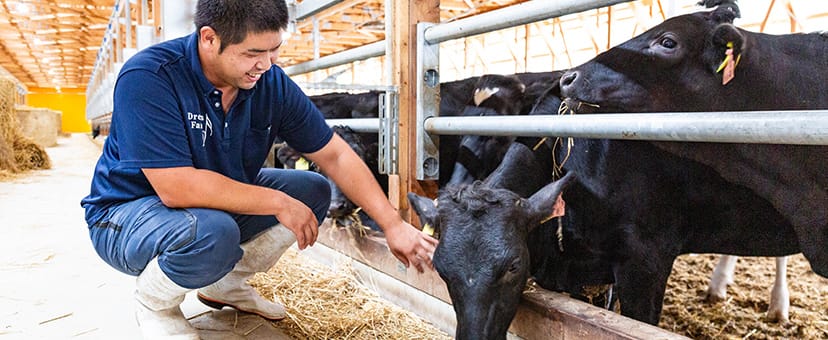 幸生牛を愛情たっぷり育てる